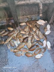 2026.10.02 태안 마검포항 신출항호 갑오징어