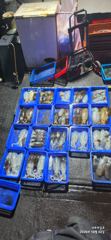 10월2일 무늬오징어 씨알좋은 놈들로 잡아왔습니다