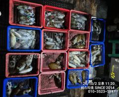 씨스타호 2일 무늬 상황 원 투 퍽퍽~~