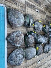 여수레드헌터피싱 10월2일(금) 돌문어 사이즈,마릿수 굿굿굿 조황입니다