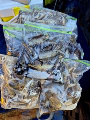 10월2일 [[서해안 오천항 마운틴호]] 바람이불어지만 오천항 쭈꾸미/갑오징어 잡고 왔어요