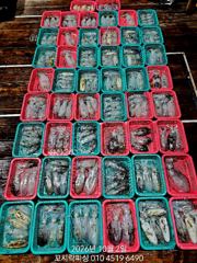 [마산] 《무늬오징어》계속해서 먹물파티중 NEW꼬시락피싱