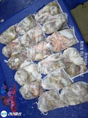 2일(야간문어) 토.일.월.예약가능 마릿수쭉쭉 덩치들잡으로가요