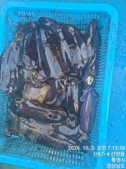뉴 해병호 무늬오징어 바람굿통에도 히트히트 1항차자리여유 2항차 자리여유