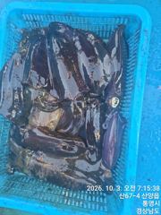 [통영] 뉴 해병호 무늬오징어 히트히트 예감 1항차자리여유 2항차 자리여…