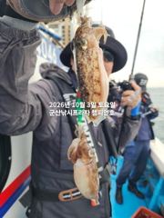 3일, 군산 갑오징어 확실한 조황~망탱이 굿굿조황~군산낚시프라자 챔피언호
