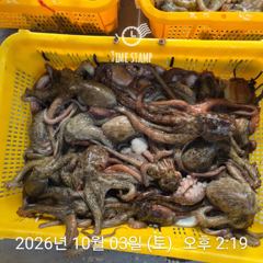 유신호 포인트 문어 씨알