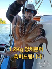 팔포항 마린보이피싱 문어 조황 사진