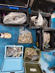3일 쭈꾸미 조황입니다