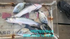 [부산] 가덕천성진양 감시 숭어 좌대조황 261003 토