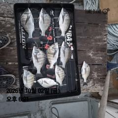 외포항 3해림호 감성돔 조황 사진