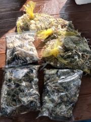 28분전 [군산] 26년10월3일 군산 퍼스트피싱 다온호ㆍ루미호ㆍ강프로호 쭈꾸미 마무리 조황!