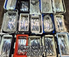 3일,내만갈치,커진 씨알에,엄청나게 나옵니다,매일출항(월,화,수~예약가능)