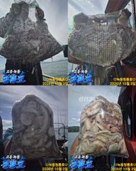 <고흥녹동>청룡호 3일 돌문어 대박조황 소식!!