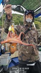 [루시호] 10/3 군산문어 잘 나오고 있습니다