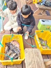 도비도항 도비도 낚시타운 조황 사진
