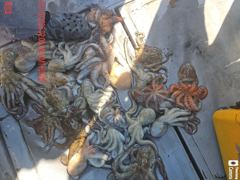 [진해] <<돌문어 22.21.17.14..9명120수 가는곳마다-화요일…