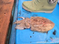 문어로 냉동고 채우세요 키로오바가 넉 넉히 나오네요