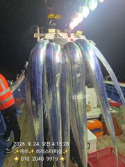 여수 진두항 스타피싱 갈치 조황 사진