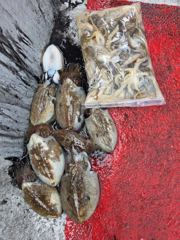 [시간낚시]10월4일인천배낚시쭈갑조황사진1부