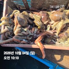 명덕항 명덕호 돌문어 조황 사진