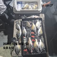 외포항 3해림호 감성돔 조황 사진