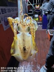 겁나게 물어주는 중삼치 (고시)방어 &내일야간 무늬오징어 예약중입니다