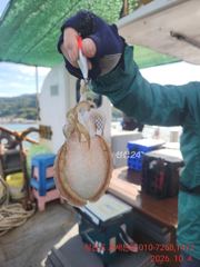 삼종 셋트. 선물