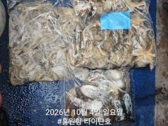 홍원항 타이탄 갑오징어 · 주꾸미 조황 사진