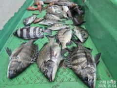 4짜4짜외 4대돔 마릿수조황 어초에서