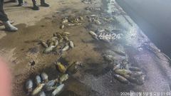 [거제] 가조도권 무늬오징어 무시급들 연일 180수대박 오늘 예약가능