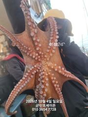 10월4일-문어 굿 조황