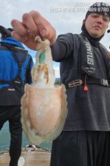 삼천포항 삼천포선상낚시창남호 주꾸미 조황 사진