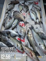 [통영] 감성돔~내만권 감성돔 마릿수 대박! 내일자리여유
