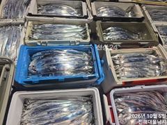 [진해] 우와.5일새벽,내만칼치용가리초초대박 어마어마퍼담고 쿨러넘쳐,타작…