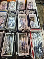 [진해] 4일 신아라호 준내만 갈치텐빈 만쿨 철수조황