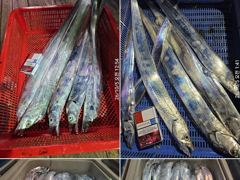 다대다포항 탑포인트낚시호 갈치 · 무늬오징어 조황 사진