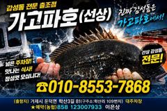 [거제] (감성돔)어초여밭 중치급들 폭격 4짜까지~가고파호(6일 예약)