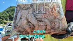 여수 유촌항 소영호 돌문어 조황 사진