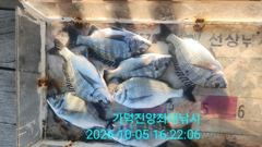 [부산] 가덕천성진양 감성돔 좌대조황 261005 월