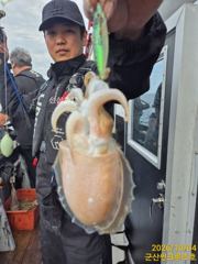 4일 군산 썬크루즈호 갑오징어 조황입니다