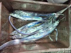 당동항 통영뉴명성호 갈치 조황 사진
