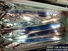 삼포항 해신호 갈치 조황 사진