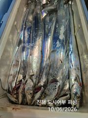 속천항 도시어부 갈치 조황 사진