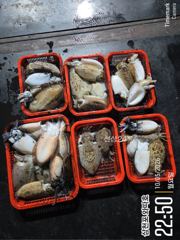 팔포항 와따호 갑오징어 조황 사진