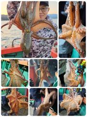 포항밤문어어제조황 오늘화요일 모집중입니다