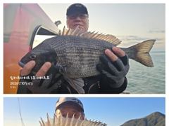 어초ㆍ여밭감성돔 47.46이하 연일 4짜4짜4짜4짜들~