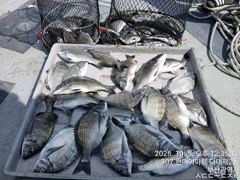 [부산] 대박 낫개 감성돔 선상 손맛 봅니다.