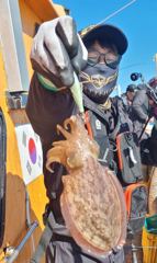 영흥도 진두항 마이웨이호 갑오징어 조황 사진