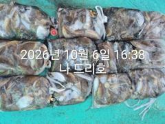 비응항 범고래호 갑오징어 조황 사진